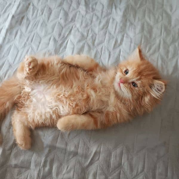 kitten 15