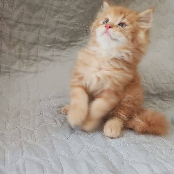 kitten 16