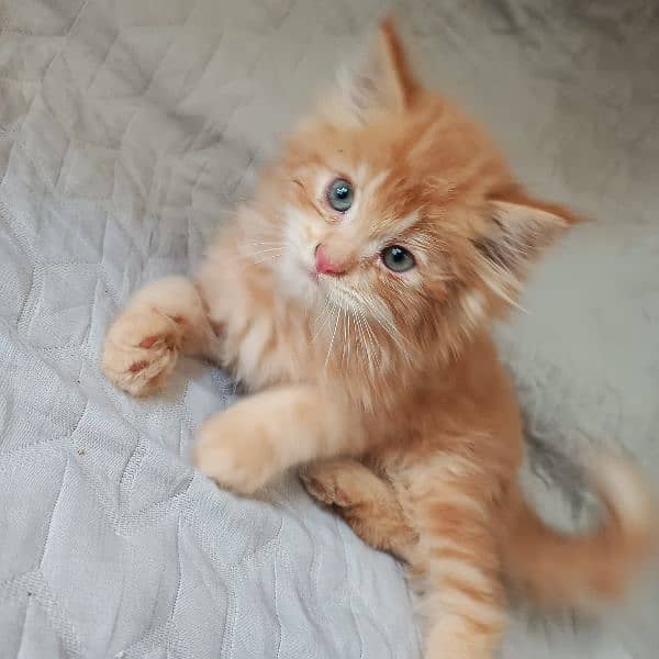 kitten 17