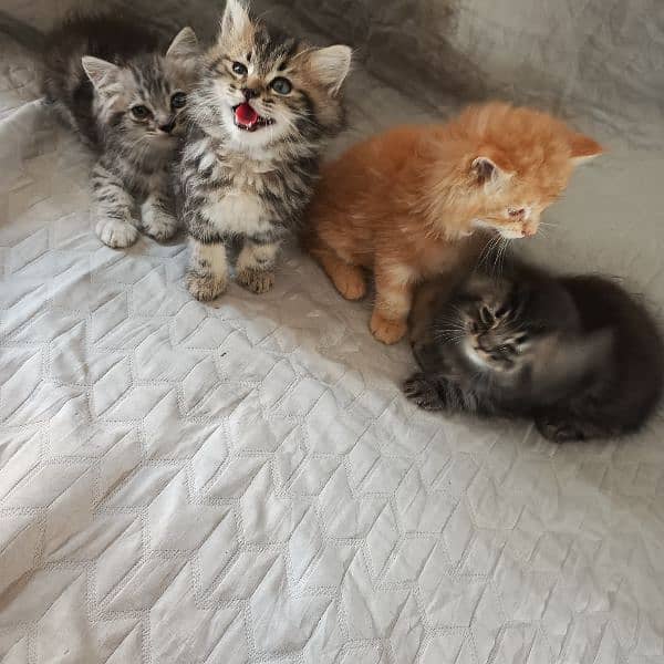 kitten 19