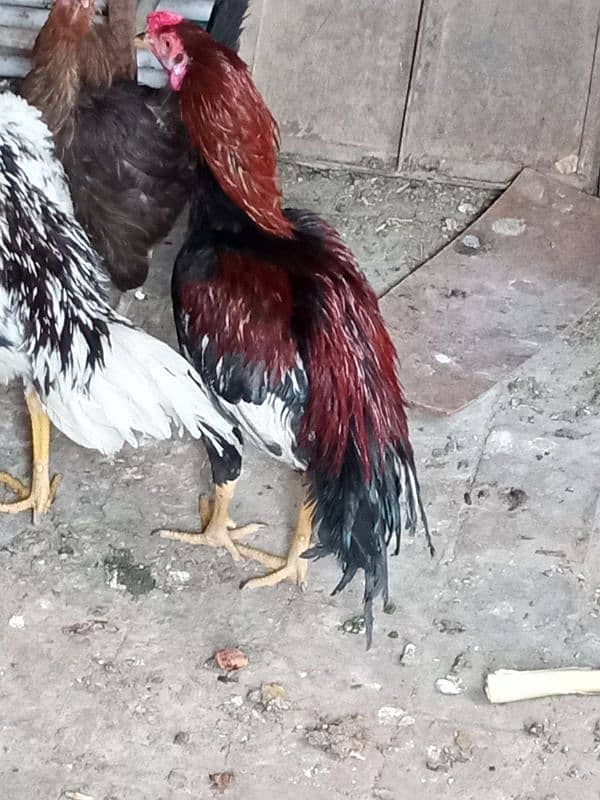 aseel pathy for sale 1