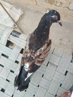 hand tame pigeon kabotar
