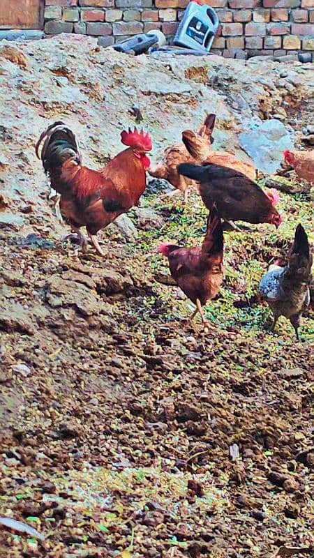 Golden misri. Desi hen egg lying 0