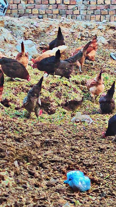Golden misri. Desi hen egg lying 1