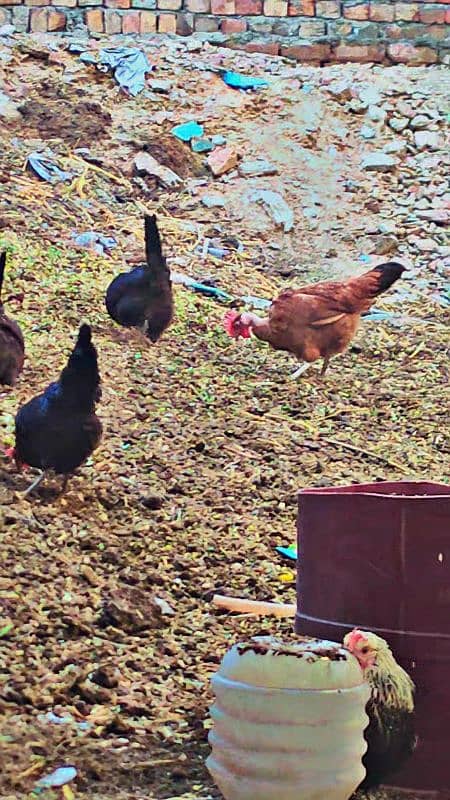 Golden misri. Desi hen egg lying 2