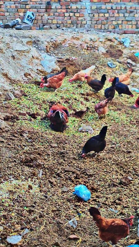 Golden misri. Desi hen egg lying 3