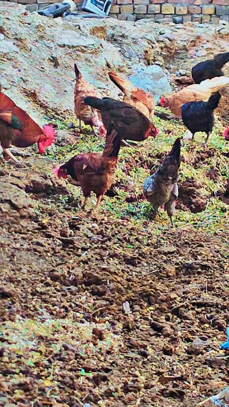 Golden misri. Desi hen egg lying 4