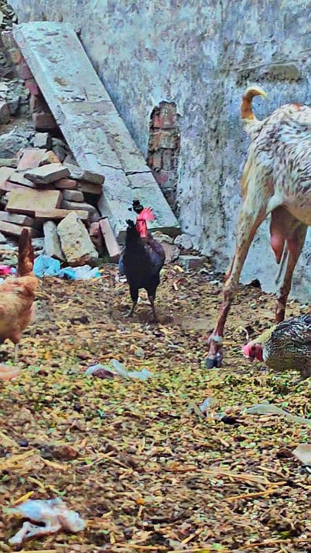 Golden misri. Desi hen egg lying 5