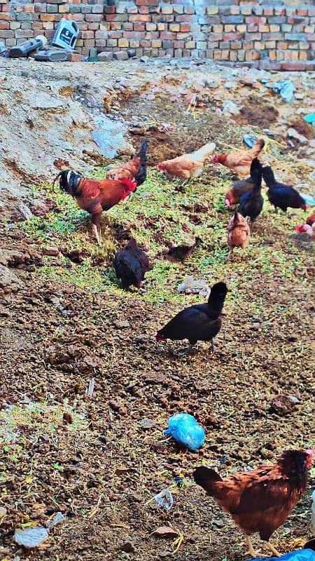 Golden misri. Desi hen egg lying 6