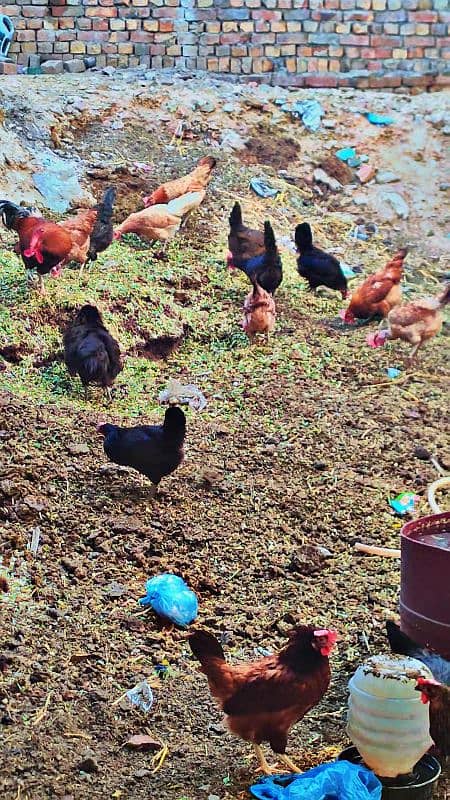 Golden misri. Desi hen egg lying 7