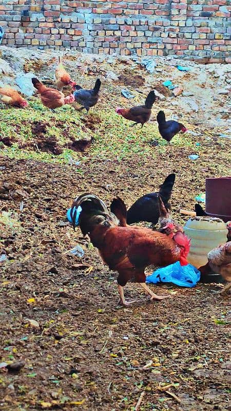 Golden misri. Desi hen egg lying 8