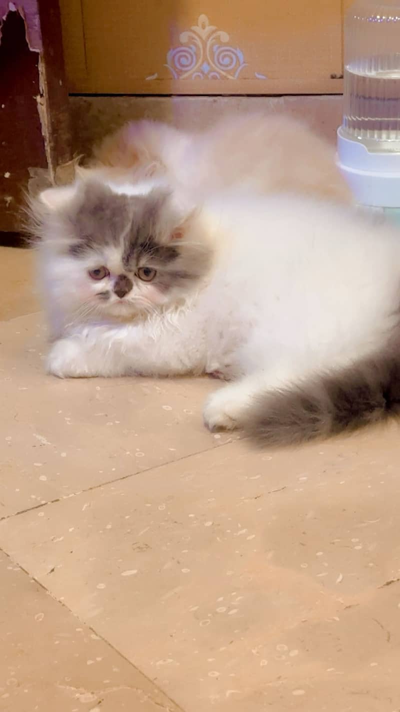 Top quality extreme punch kitten 3
