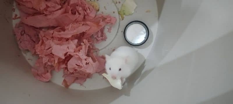 Male Hamster Available For Sell 0