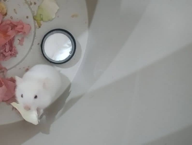 Male Hamster Available For Sell 1