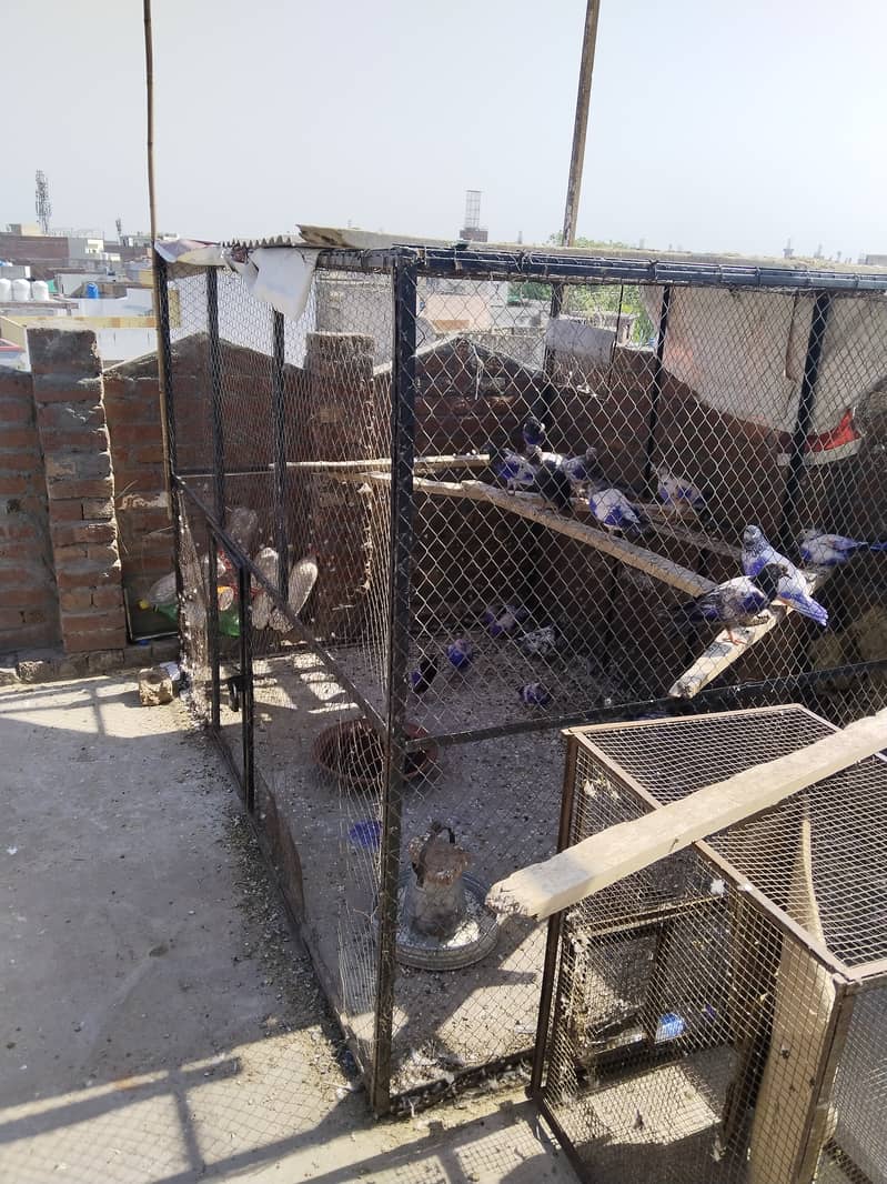 7by5 ka cage for sale 1