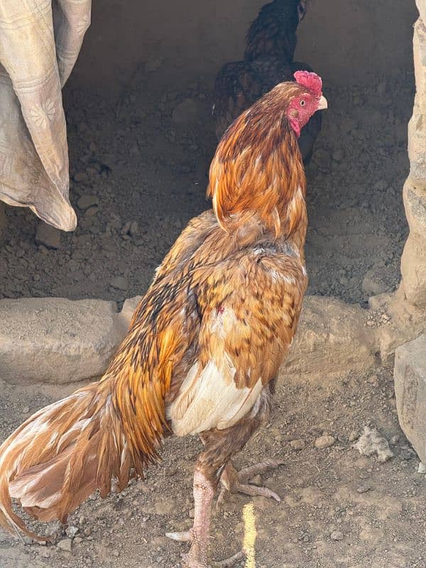 Peela Murga For Sale Urgent. . 03331589451 1
