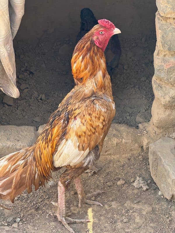Peela Murga For Sale Urgent. . 03331589451 2
