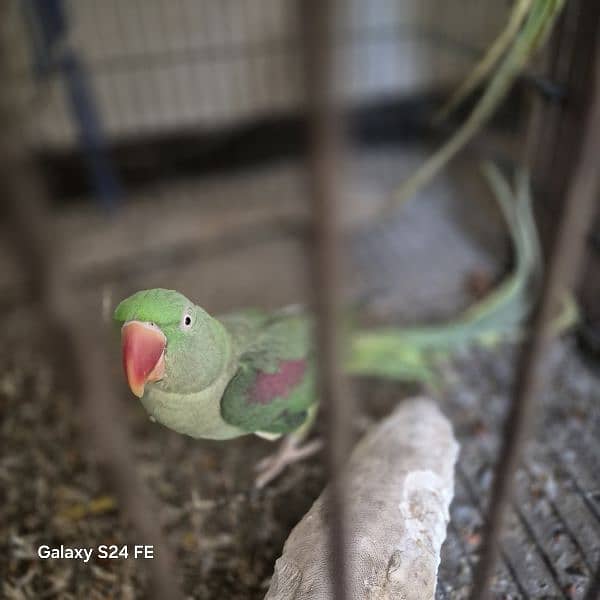 raw female parrot For sale 0