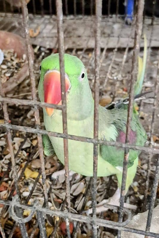raw female parrot For sale 1