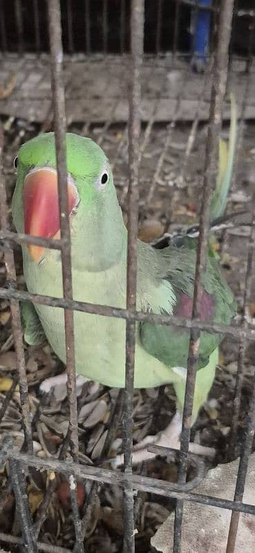raw female parrot For sale 2