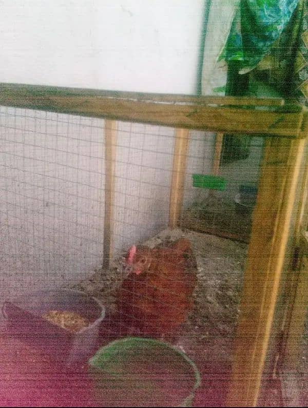 Hens (2 femal 3 male)Aik murghi anday  Daiti jai(03053991673/whatsupp) 1