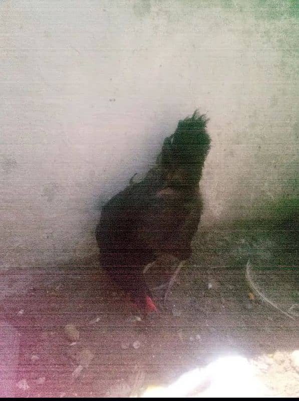 Hens (2 femal 3 male)Aik murghi anday  Daiti jai(03053991673/whatsupp) 2