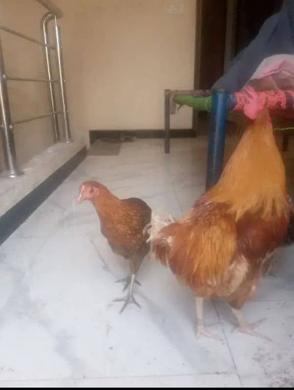 Hens (2 femal 3 male)Aik murghi anday  Daiti jai(03053991673/whatsupp) 3