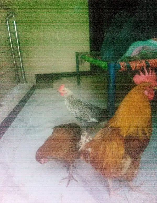 Hens (2 femal 3 male)Aik murghi anday  Daiti jai(03053991673/whatsupp) 4