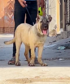 Turkish Kangal 03234696626