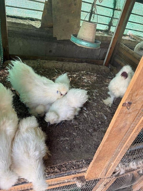 White silkie quality chicks different age 0