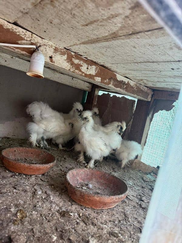 White silkie quality chicks different age 2