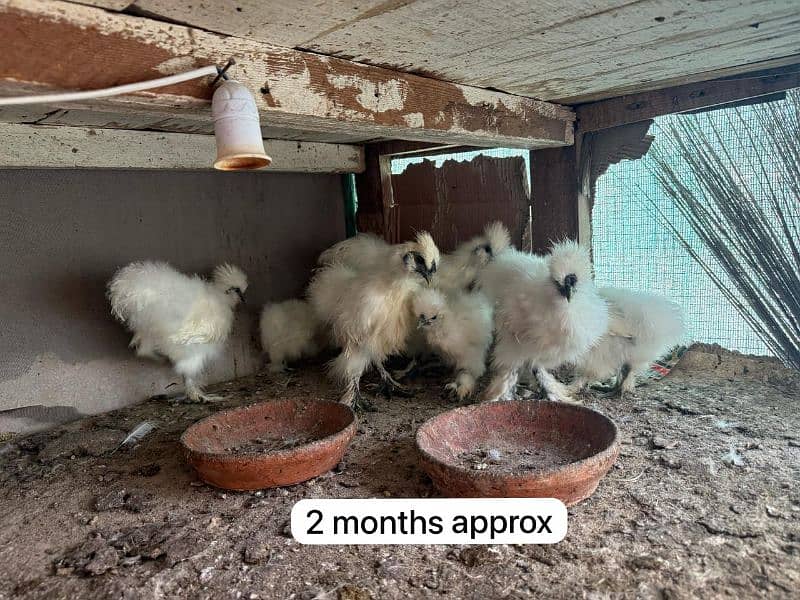 White silkie quality chicks different age 3