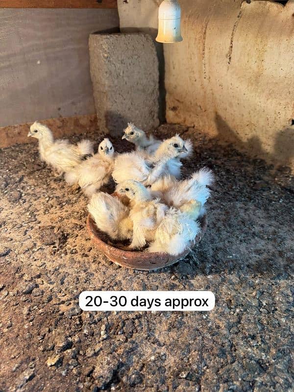 White silkie quality chicks different age 4