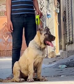 turkish