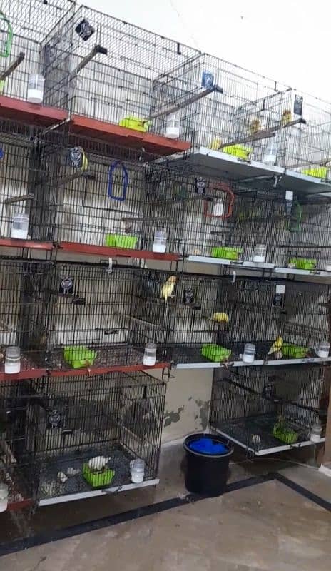 love Birds cages 0