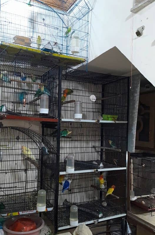 love Birds cages 1