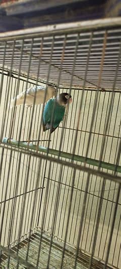 lovebirds