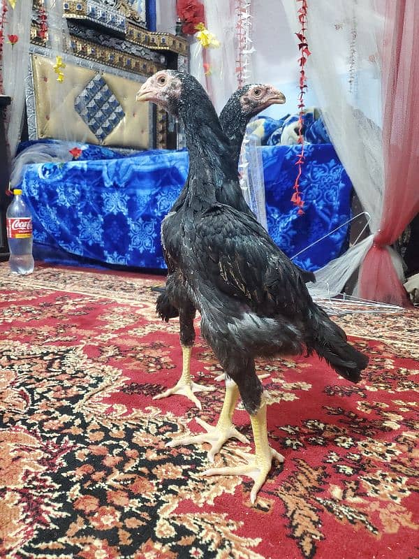 Lakha German O shamo 0