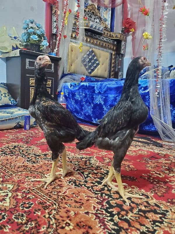 Lakha German O shamo 3