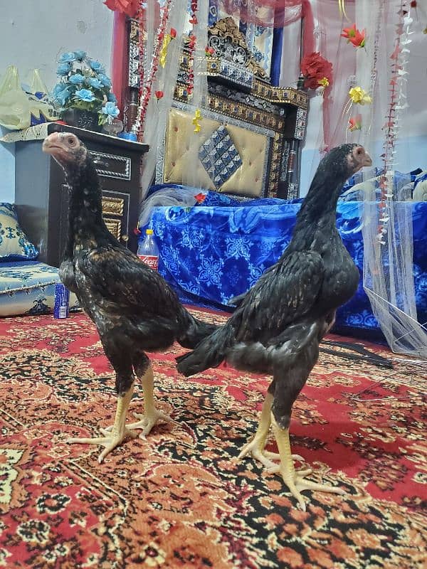 Lakha German O shamo 4