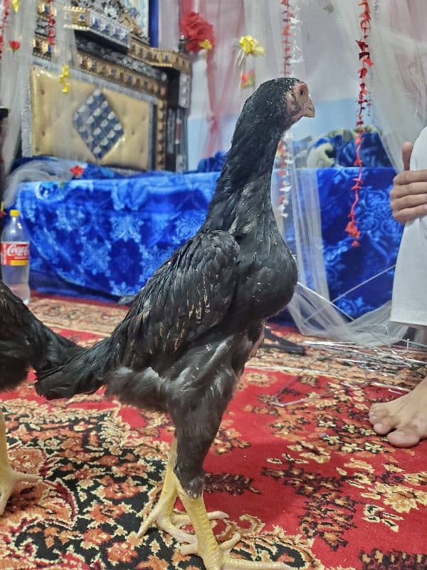 Lakha German O shamo 5