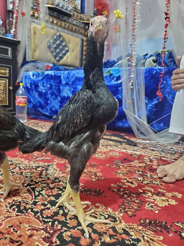 Lakha German O shamo 6