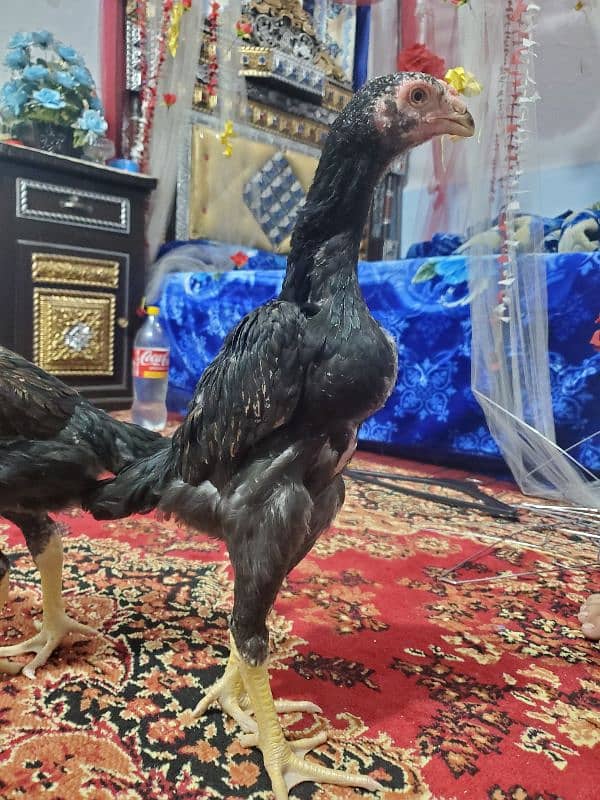 Lakha German O shamo 7