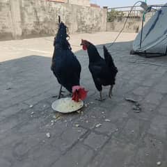 Australorp