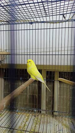 Red eye exhibition female only call 0312/440/7945/