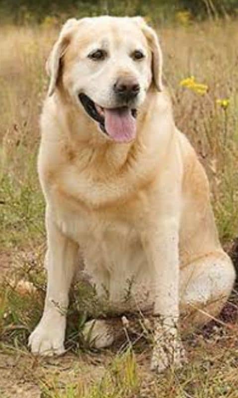 Pure Labrador 0