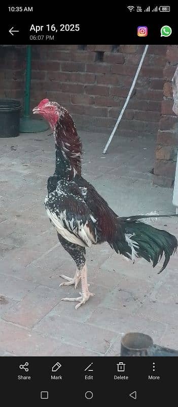 Pure Aseel murga 0
