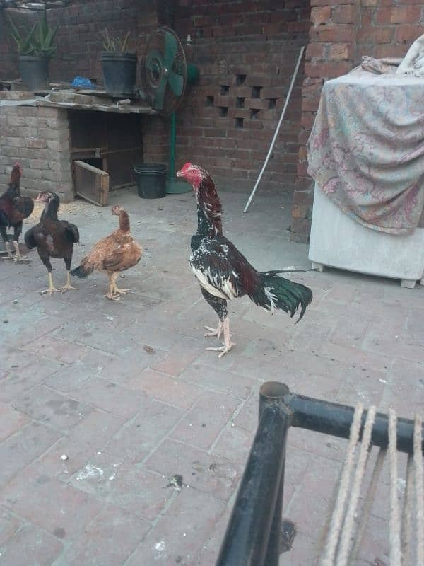 Pure Aseel murga 4
