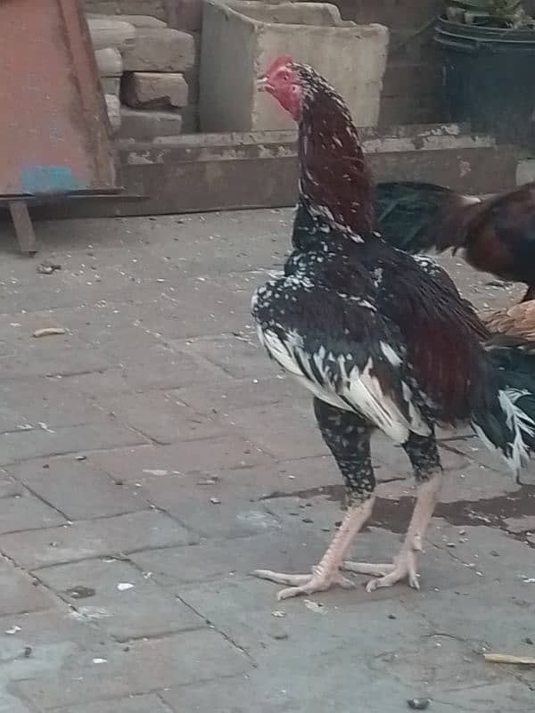 Pure Aseel murga 5