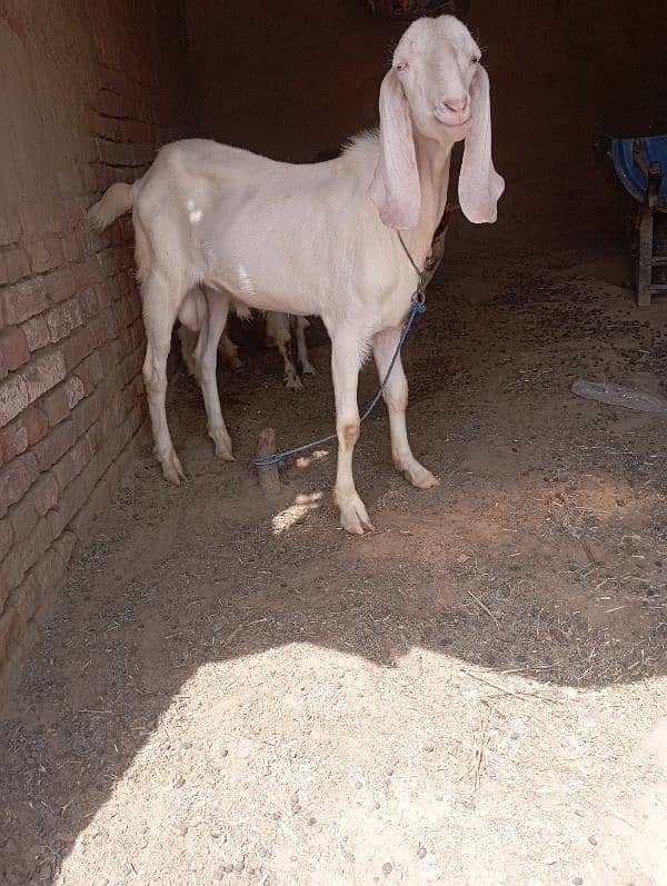 Bakra for cell 0